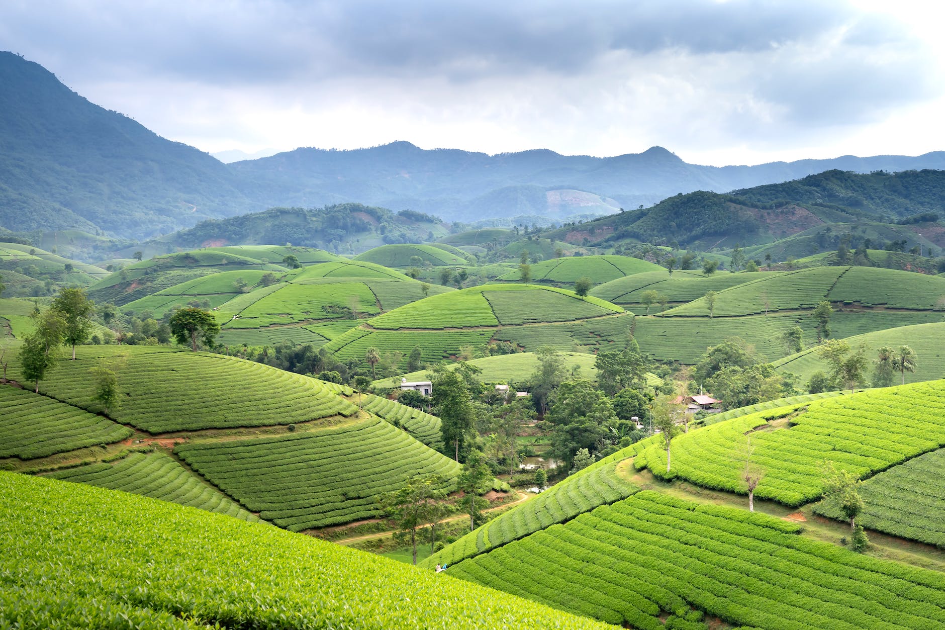 high angle view of tea fields in vietnam